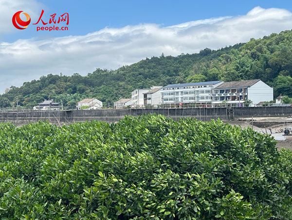 紅樹林郁郁蔥蔥。人民網 歐陽易佳攝